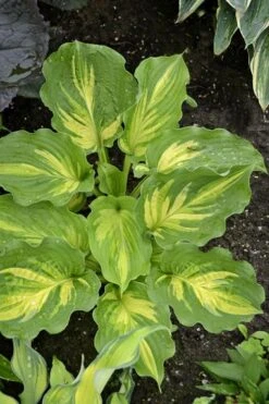 Lakeside Paisley Print Hosta Lily - 1 Gallon Pot -Plant Serie Store hosta lily paisley print 12