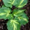 Lakeside Paisley Print Hosta Lily - 1 Gallon Pot -Plant Serie Store hosta lily paisley print 13