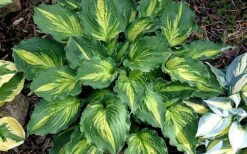 Lakeside Paisley Print Hosta Lily - 1 Gallon Pot -Plant Serie Store hosta lily paisley print 14