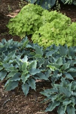 Waterslide Hosta Lily - 1 Gallon Pot -Plant Serie Store hosta lily waterslide 11