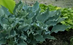 Waterslide Hosta Lily - 1 Gallon Pot -Plant Serie Store hosta lily waterslide 14