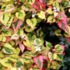 Chameleon Plant (Houttuynia Cordata) - 1 Gallon Pot -Plant Serie Store houttuynia cordata chameleon plant 2