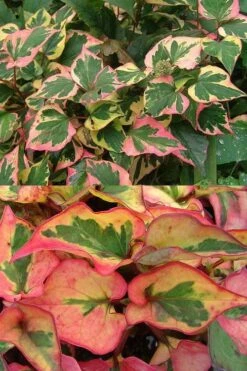 Chameleon Plant (Houttuynia Cordata) - 1 Gallon Pot -Plant Serie Store houttuynia cordata chameleon plant 6