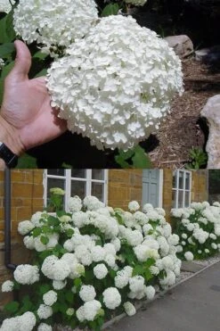 Annabelle Hydrangea - 3 Gallon Pot -Plant Serie Store hydrangea annabelle 2 500x750 1