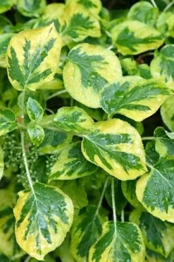 Miranda Climbing Hydrangea - 2 Gallon Pot -Plant Serie Store hydrangea anomala petiolaris miranda climbing hydrangea 11