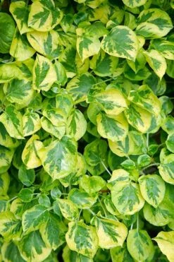 Miranda Climbing Hydrangea - 2 Gallon Pot