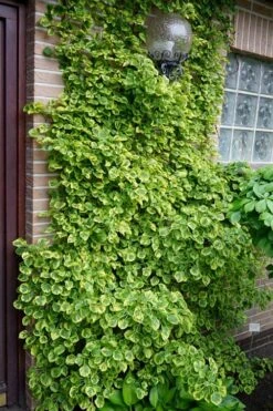 Miranda Climbing Hydrangea - 2 Gallon Pot -Plant Serie Store hydrangea anomala petiolaris miranda climbing hydrangea 13