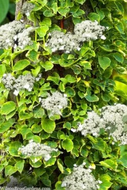 Miranda Climbing Hydrangea - 2 Gallon Pot -Plant Serie Store hydrangea anomala petiolaris miranda climbing hydrangea 8