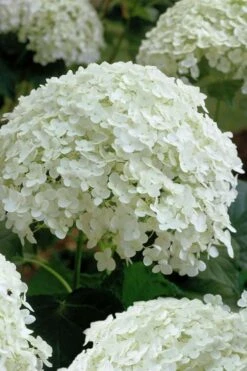 Annabelle Hydrangea - 3 Gallon Pot -Plant Serie Store hydrangea arborescens annabelle 10