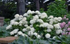 Annabelle Hydrangea - 3 Gallon Pot -Plant Serie Store hydrangea arborescens annabelle 11
