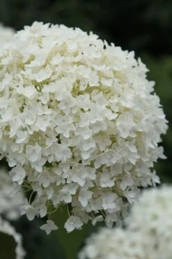 Annabelle Hydrangea - 3 Gallon Pot -Plant Serie Store hydrangea arborescens annabelle 12
