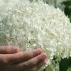 Annabelle Hydrangea - 3 Gallon Pot -Plant Serie Store hydrangea arborescens annabelle 21
