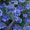 Bluebird Hydrangea - 1 Gallon Pot -Plant Serie Store hydrangea bluebird 21