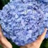 Big Daddy Hydrangea - 2 Gallon Pot -Plant Serie Store hydrangea macrophylla big daddy 101