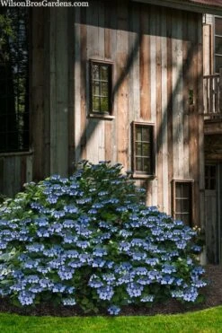 Blue Wave Lacecap Hydrangea - 3 Gallon Pot -Plant Serie Store hydrangea macrophylla blue wave 22