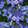 Blue Wave Lacecap Hydrangea - 3 Gallon Pot -Plant Serie Store hydrangea macrophylla blue wave 23