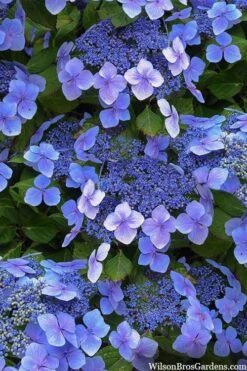 Plant Serie Store 21 Blue Wave Lacecap Hydrangea - 3 Gallon Pot