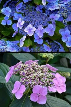 Blue Wave Lacecap Hydrangea - 3 Gallon Pot -Plant Serie Store hydrangea macrophylla blue wave 24