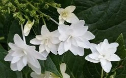 Fuji Waterfall Hydrangea - 3 Gallon Pot -Plant Serie Store hydrangea macrophylla fuji waterfall 2