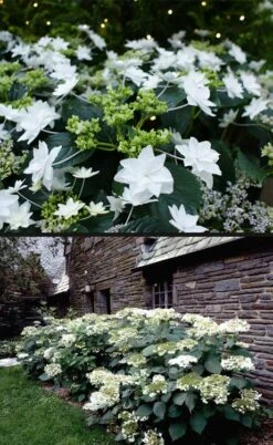 Fuji Waterfall Hydrangea - 3 Gallon Pot -Plant Serie Store hydrangea macrophylla fuji waterfall 4
