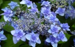 Izu No Hana Lacecap Hydrangea - 3 Gallon Pot -Plant Serie Store hydrangea macrophylla izu no ito 4