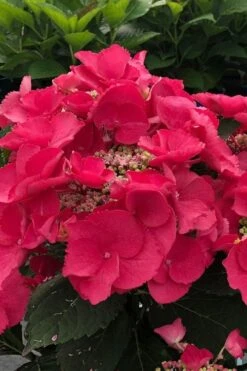 Cherry Explosion Hydrangea - 1 Gallon Pot -Plant Serie Store hydrangea macrophylla mckay cherry explosion 100