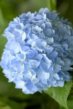 Penny Mac Hydrangea - 3 Gallon Pot -Plant Serie Store hydrangea macrophylla penny mac 21