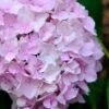 Penny Mac Hydrangea - 3 Gallon Pot -Plant Serie Store hydrangea macrophylla penny mac 22