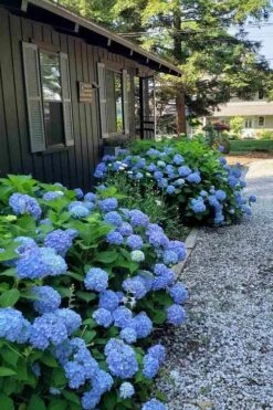 Penny Mac Hydrangea - 1 Gallon Pot -Plant Serie Store hydrangea macrophylla penny mac 23 1