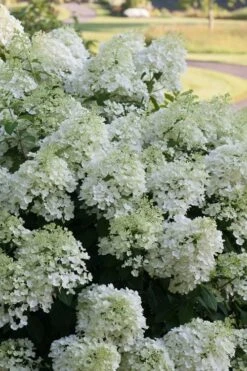 Bobo Hydrangea - 3 Gallon Pot -Plant Serie Store hydrangea paniculata bobo 3