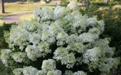 Bobo Hydrangea - 3 Gallon Pot -Plant Serie Store hydrangea paniculata bobo 4