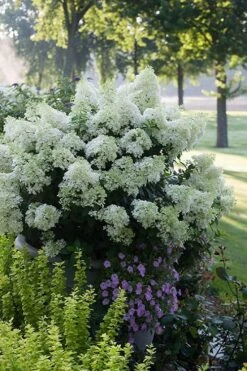 Bobo Hydrangea - 3 Gallon Pot -Plant Serie Store hydrangea paniculata bobo 5