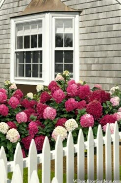 Little Lime Punch Hydrangea - 3 Gallon Pot -Plant Serie Store hydrangea paniculata little lime punch 2