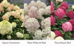 Little Lime Punch Hydrangea - 3 Gallon Pot -Plant Serie Store hydrangea paniculata little lime punch 3
