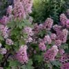 Gatsby Pink Oakleaf Hydrangea - 3 Gallon Pot -Plant Serie Store hydrangea quercifolia gatsby pink 17