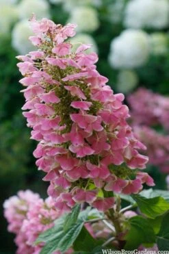 Gatsby Pink Oakleaf Hydrangea - 3 Gallon Pot 10 Gatsby Pink Oakleaf Hydrangea - 3 Gallon Pot -Plant Serie Store hydrangea quercifolia gatsby pink 7