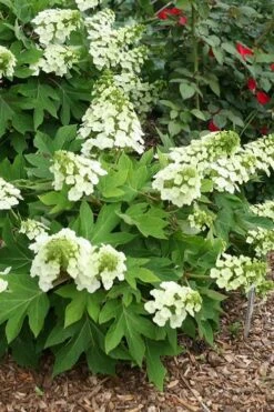 Pee Wee Dwarf Oakleaf Hydrangea - 2 Gallon Pot -Plant Serie Store hydrangea quercifolia pee wee oakleaf 1