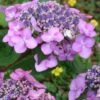 Twist-N-Shout Endless Summer Hydrangea - 3 Gallon Pot -Plant Serie Store hydrangea twist n shout 12