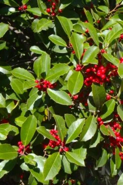 Greenleaf American Holly (Ilex Opaca) - 3 Gallon Pot -Plant Serie Store ilex opaca greenleaf american holly tree 3