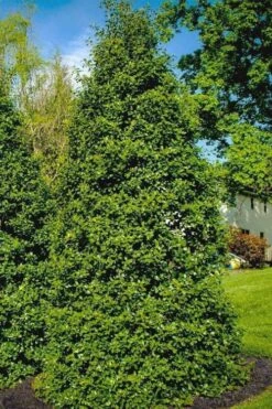Greenleaf American Holly (Ilex Opaca) - 3 Gallon Pot -Plant Serie Store ilex opaca greenleaf american holly tree 5