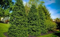 Greenleaf American Holly (Ilex Opaca) - 3 Gallon Pot -Plant Serie Store ilex opaca greenleaf american holly tree 6