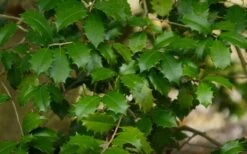 Greenleaf American Holly (Ilex Opaca) - 3 Gallon Pot -Plant Serie Store ilex opaca greenleaf american holly tree 7