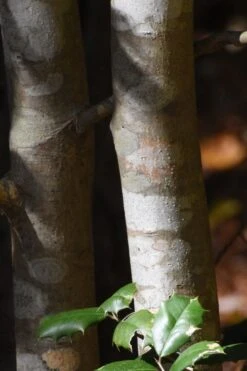 Greenleaf American Holly (Ilex Opaca) - 3 Gallon Pot -Plant Serie Store ilex opaca greenleaf american holly tree bark 1