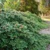 Maryland Spreader American Holly - 1 Gallon Pot -Plant Serie Store ilex opaca maryland dwarf spreader american holly 1
