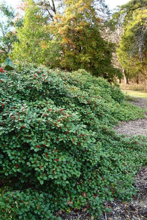 Maryland Spreader American Holly - 1 Gallon Pot 3 Maryland Spreader American Holly - 1 Gallon Pot