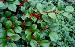 Maryland Spreader American Holly - 1 Gallon Pot 11 Maryland Spreader American Holly - 1 Gallon Pot -Plant Serie Store ilex opaca maryland dwarf spreader american holly 2