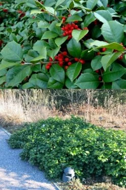 Maryland Spreader American Holly - 1 Gallon Pot 10 Maryland Spreader American Holly - 1 Gallon Pot -Plant Serie Store ilex opaca maryland dwarf spreader american holly 4