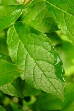 Winter Gold Female Winterberry Holly - 1 Gallon Pot -Plant Serie Store ilex verticillata sparkleberry holly 5