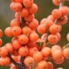 Winter Gold Female Winterberry Holly - 3 Gallon Pot