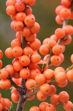 Winter Gold Female Winterberry Holly - 3 Gallon Pot